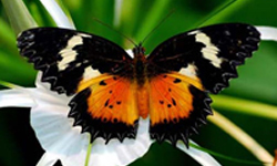 Butterfly Conservatory Limo Rentals
