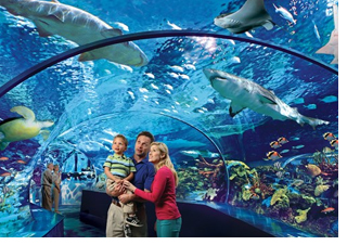 Ripley’s Aquarium Limo Rentals
