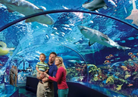 Book a Limo to Ripleys Aquarium
